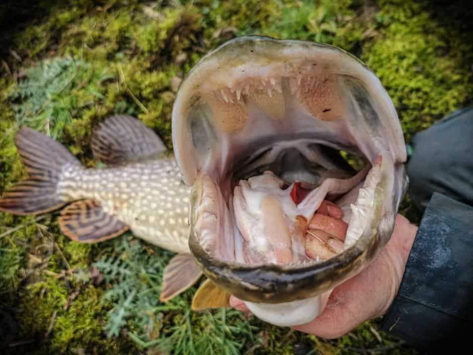 Big pike with bigger mouth held by angler