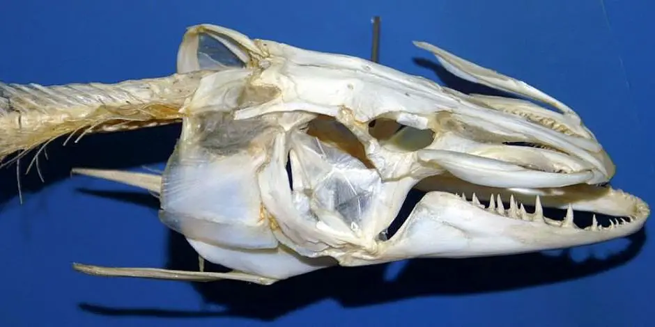 northern pike skull