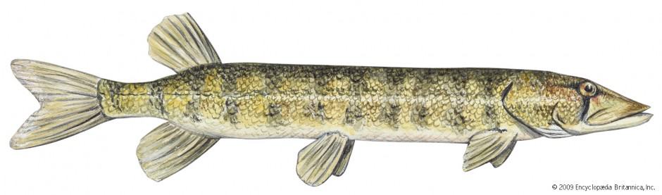 grass pickerel fish
