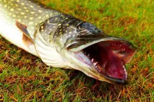 northern pike on the grass