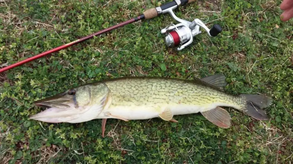 chain pickerel fish