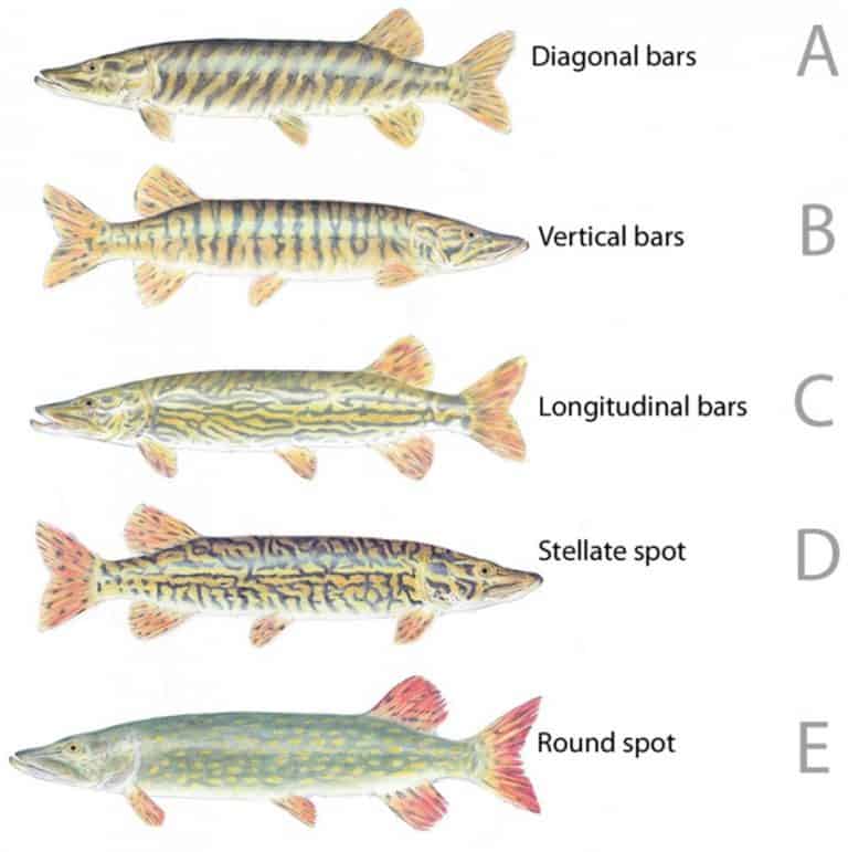 Northern Pike Vs. Southern Pike What’s the Difference? Northern Pike