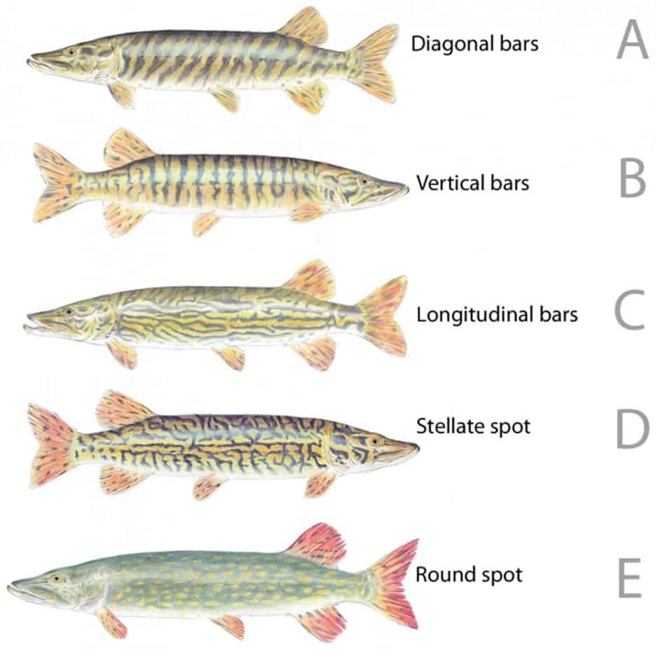 northern-pike-vs-southern-pike-what-s-the-difference-northern-pike-fishing-tips