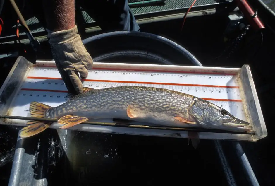 pike being measured on boat
