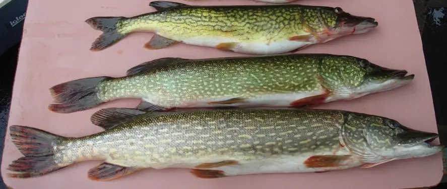 pickerel vs northern pike