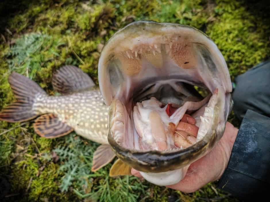 northern pike teeth