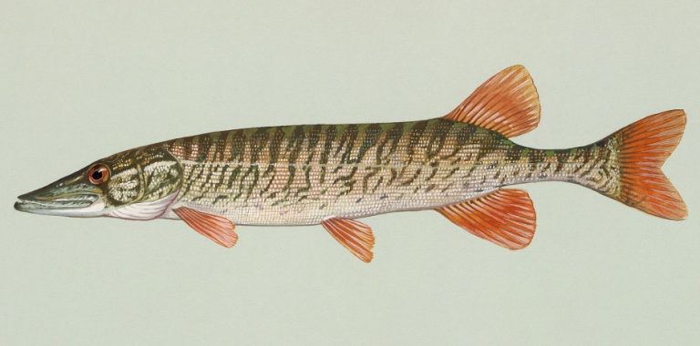 Old conservation sketch of Redfin Pickerel. redfin pickerel pic. 