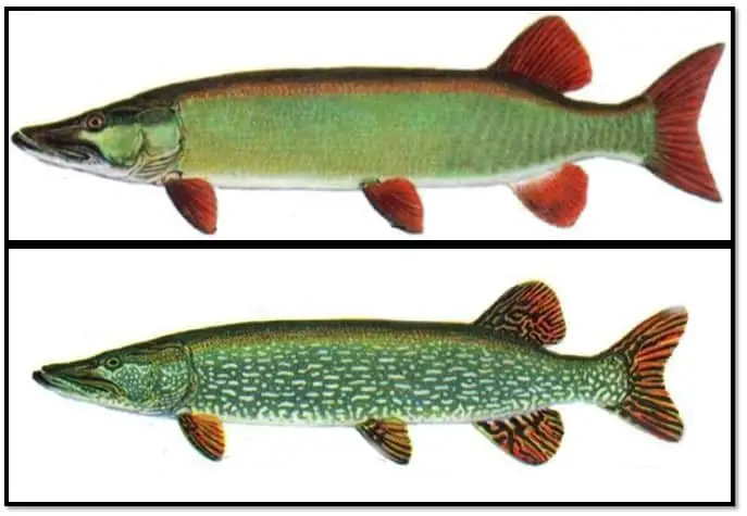 clear musky vs northern pike ID table