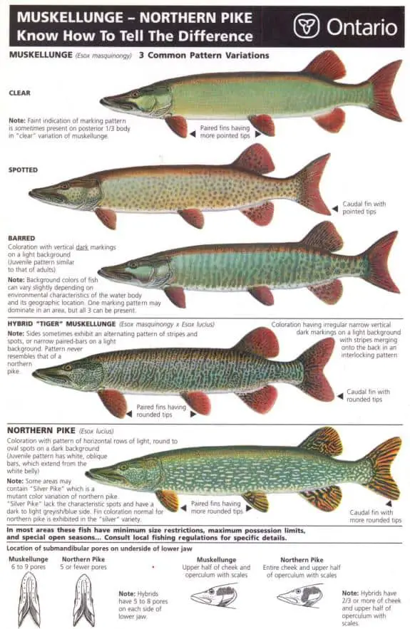 muskie-vs-pike-how-to-tell-them-apart-northern-pike-fishing-tips