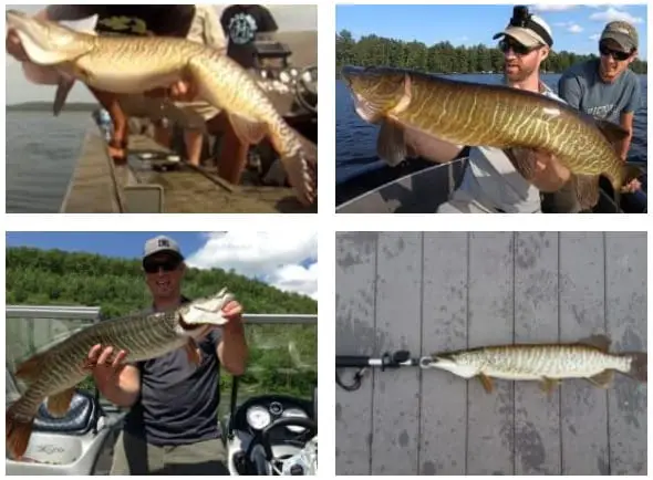 four pictures tiger muskies