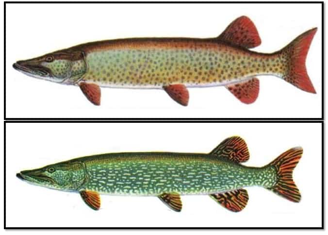 Muskie Vs. Pike: How to Tell Them Apart - Northern Pike ...