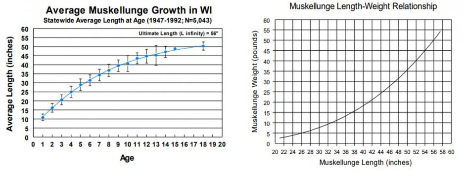 Wisconsin Musky Growth Charts