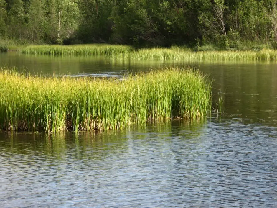 How to Catch Northern Pike from Shore: Step by Step Guide – Northern ...