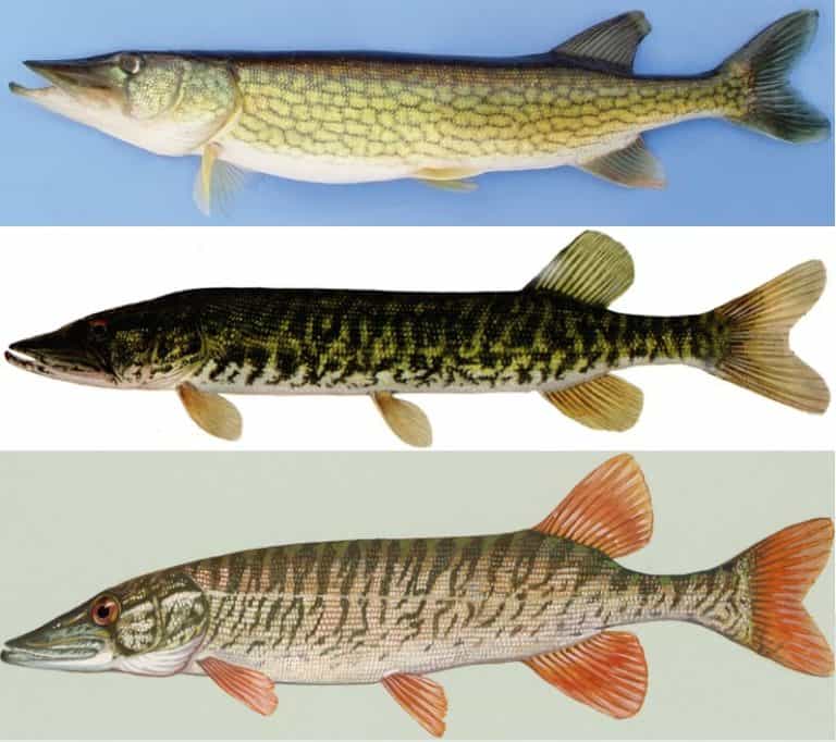 What Are the Different Types of Pickerel & How to Tell Them Apart