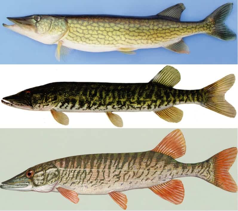 pickerel vs northern pike