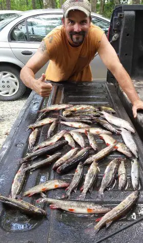 fisherman with mess of redfin pike