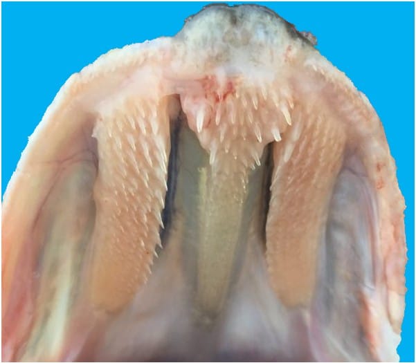 pike teeth close up