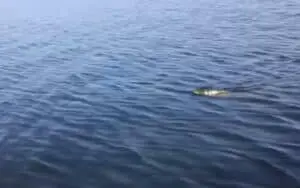 pike swimming with head out of water