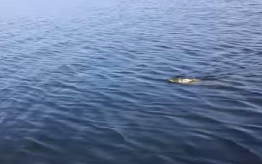 pike swimming with head out of water